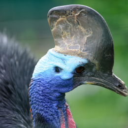 zoo_frankfurt_2011-04-15_47