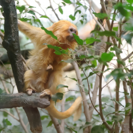 zoo_frankfurt_2011-04-15_12