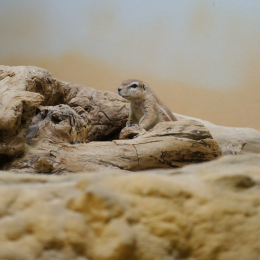 zoo_frankfurt_2011-04-15_23