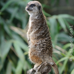 zoo_frankfurt_2011-04-15_39