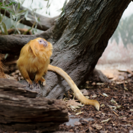 zoo_frankfurt_2011-04-15_10
