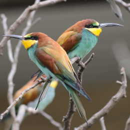 zoo_frankfurt_2011-04-15_26