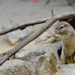 zoo_frankfurt_2011-04-15_20