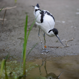 zoo_frankfurt_2011-04-15_27
