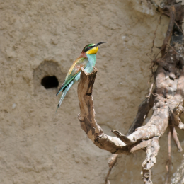 zoo_frankfurt_2011-04-15_31