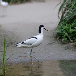 zoo_frankfurt_2011-04-15_28