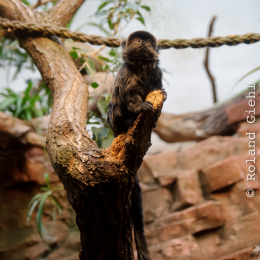 zoo_frankfurt_2011-04-15_15