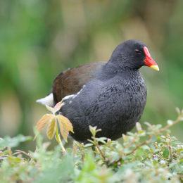 zoo_frankfurt_2011-04-15_35