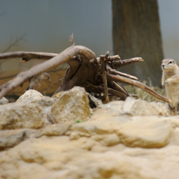 zoo_frankfurt_2011-04-15_24