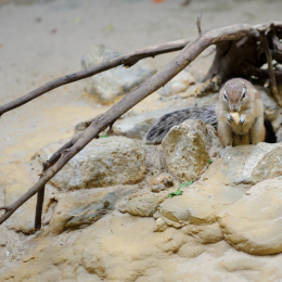 zoo_frankfurt_2011-04-15_19