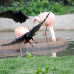zoo_frankfurt_2011-04-15_46