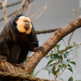 zoo_frankfurt_2011-04-15_13