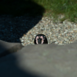 Hamburg_20160507_659