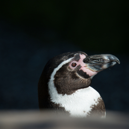 Hamburg_20160507_663