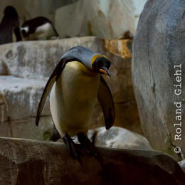 Hamburg_20160507_682