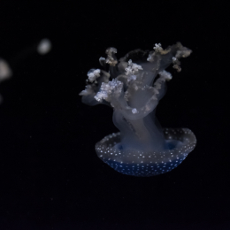 Hamburg_20160507_387