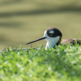 Hamburg_20160507_604