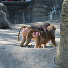 Hamburg_20160507_506