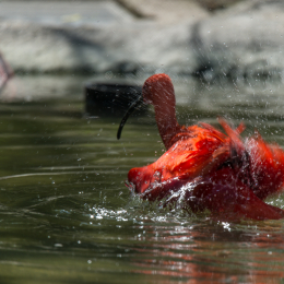 Hamburg_20160507_592