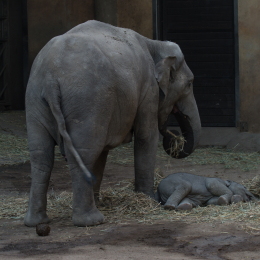Zoo Hagenbeck Mai 2016