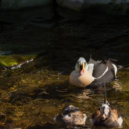 Hamburg_20160507_669