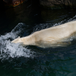 Zoo_Hannover-20130822-331