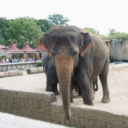 Zoo_Hannover-20130822-379