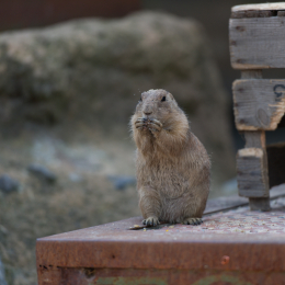 Zoo_Hannover-20130822-279
