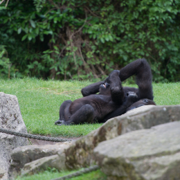 Zoo_Hannover-20130822-592
