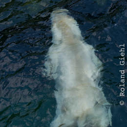 Zoo_Hannover-20130822-337