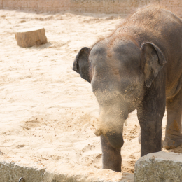 Zoo_Hannover-20130822-399