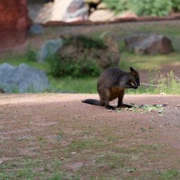 Zoo_Hannover-20130822-560