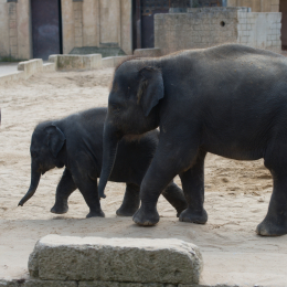 Zoo_Hannover-20130822-359