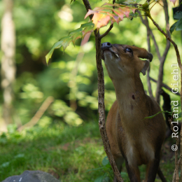 Zoo_Hannover-20130822-520