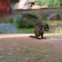 Zoo_Hannover-20130822-563