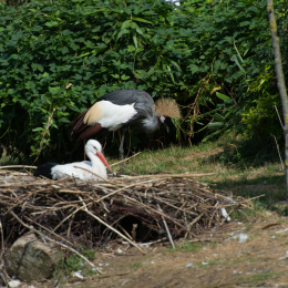 Zoo_Hannover-20130822-169