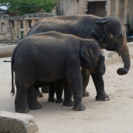 Zoo_Hannover-20130822-374