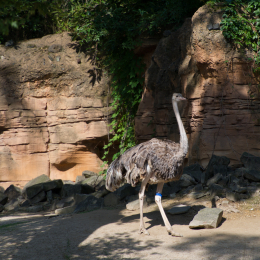Zoo_Hannover-20130822-075