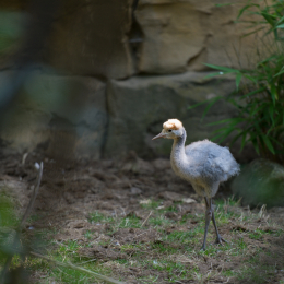 Zoo_Hannover-20130822-038