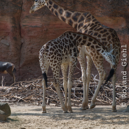 Zoo_Hannover-20130822-193