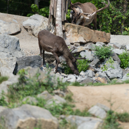 Zoo_Hannover-20130822-258