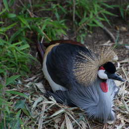 Zoo_Hannover-20130822-103