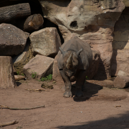 Zoo_Hannover-20130822-172