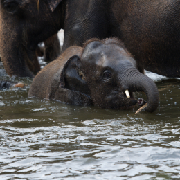 Zoo_Hannover-20130822-446