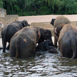 Zoo_Hannover-20130822-461