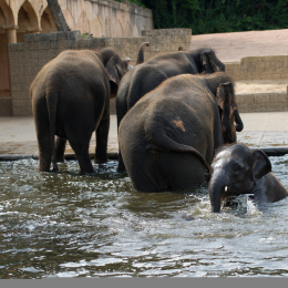 Zoo_Hannover-20130822-491