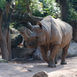 Zoo_Hannover-20130822-004
