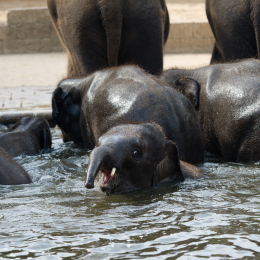 Zoo_Hannover-20130822-481