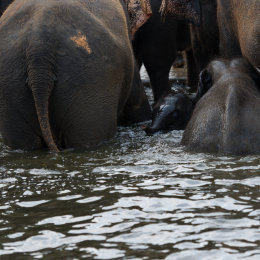 Zoo_Hannover-20130822-453