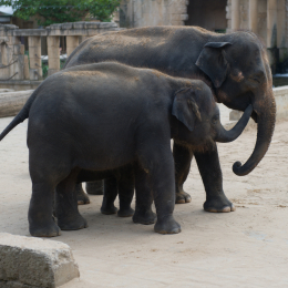 Zoo_Hannover-20130822-371